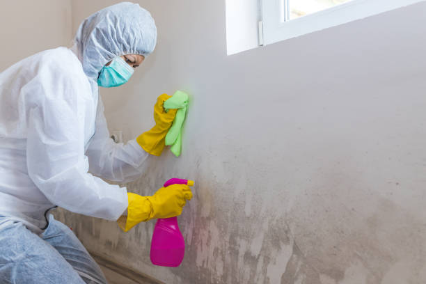 Best Mold Documentation for Insurance Claims in Guin, AL