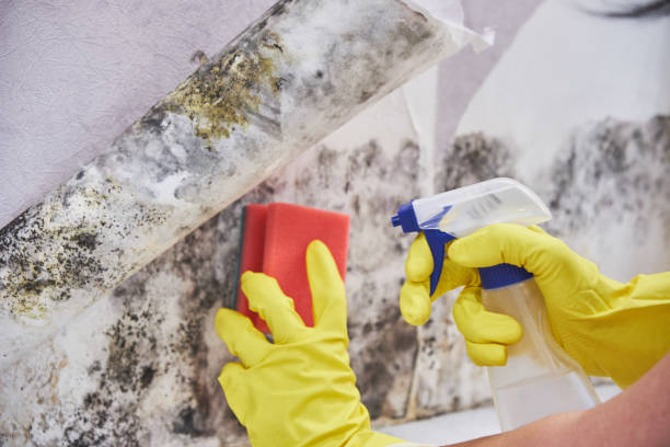 Best Commercial Mold Inspection in Guin, AL